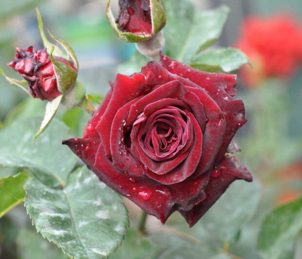 国月大花月季紫罗兰巴克灌木切花阳台庭院花卉时令草本花卉