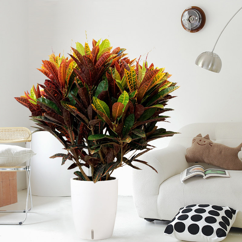 七彩彩变叶木盆栽绿植室内客厅大型植物办公室大型绿植
