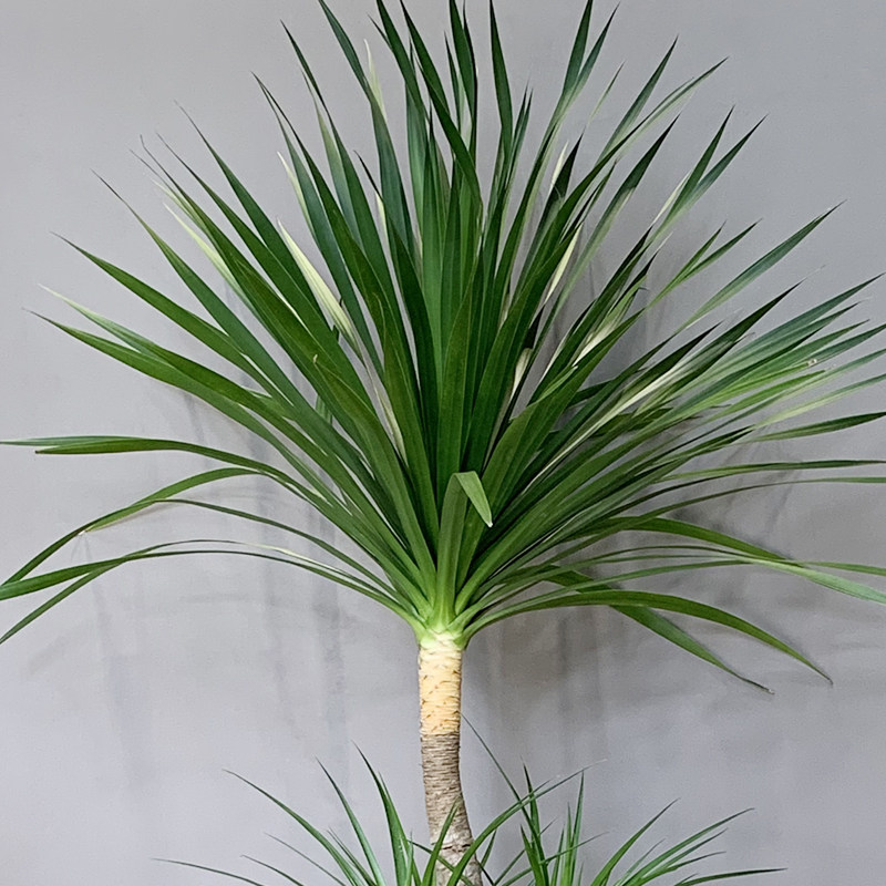 绿植黑珍珠龙血名贵室内办公室基地直播专用一物大型绿植