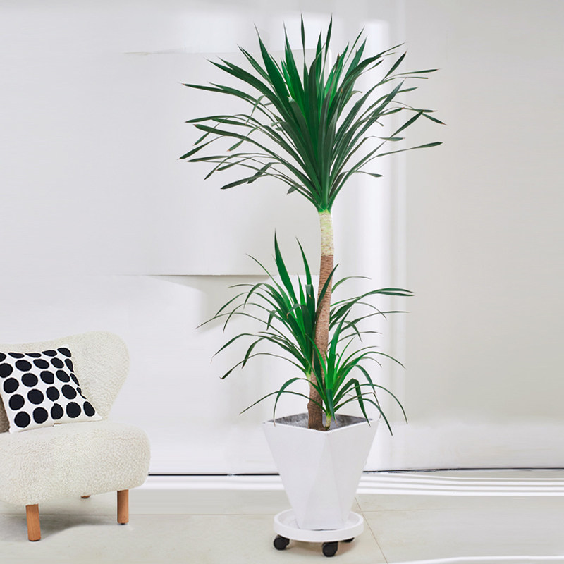 龙血黑珍珠植物叶植物树观网红盆栽落地客厅室内大型绿植