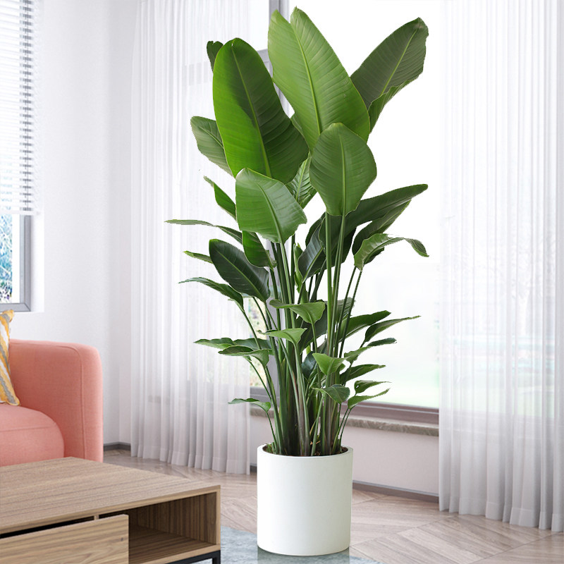 天堂鸟大型客厅盆栽甲醛绿植落地鹤望兰室内办公室绿植