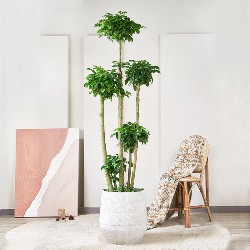 绿植造型幸福树客厅大棵绿宝盆栽室内大型植物大型绿植