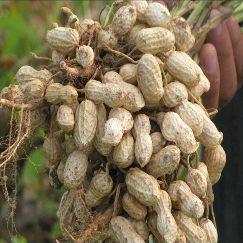 新花花生花25号带壳生花生花生米米可以做种子农家其它