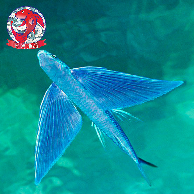 海鲜鱼海南新鲜鱼飞鱼银汉鱼海鱼长翅鱼飞天鱼刺身鱼3斤顺丰包邮