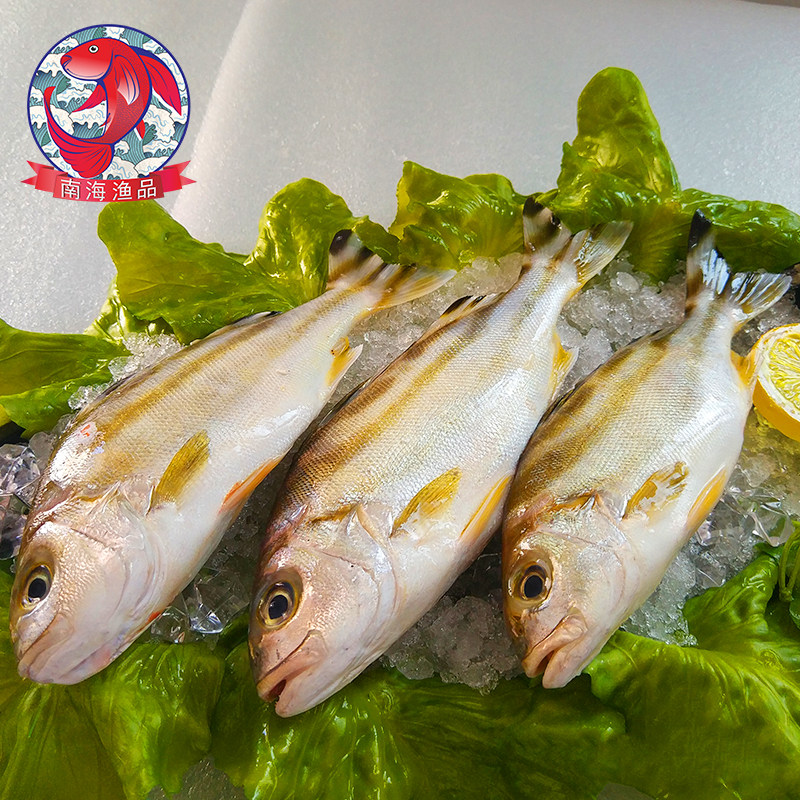 海鲜鱼丁公鱼花身鸡鱼鯻鱼野生花身鯻鱼沙姑头鱼花身仔斑吾鸡仔鱼