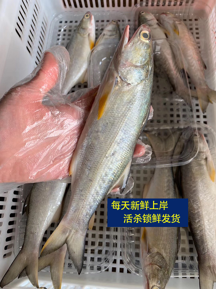 海鱼马友新鲜午鱼鲜活冷冻湛江午笋鱼冰水产其它