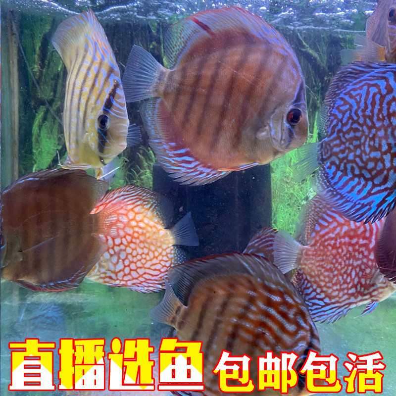 红卡七彩神仙鱼阿莲卡热带观赏鱼活体可繁殖包邮包活中底层鱼