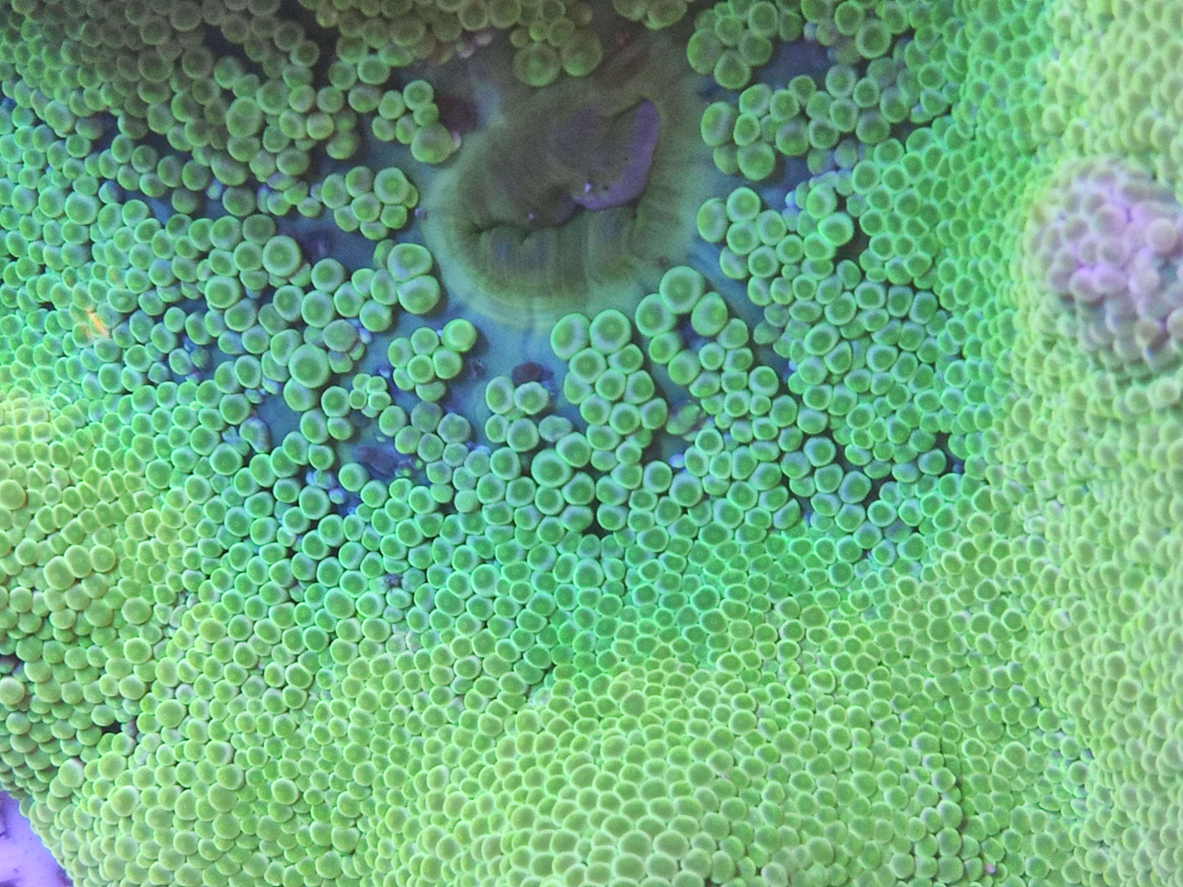 长须地毯荧光绿地蓝地海葵海缸lps其它水族宠物