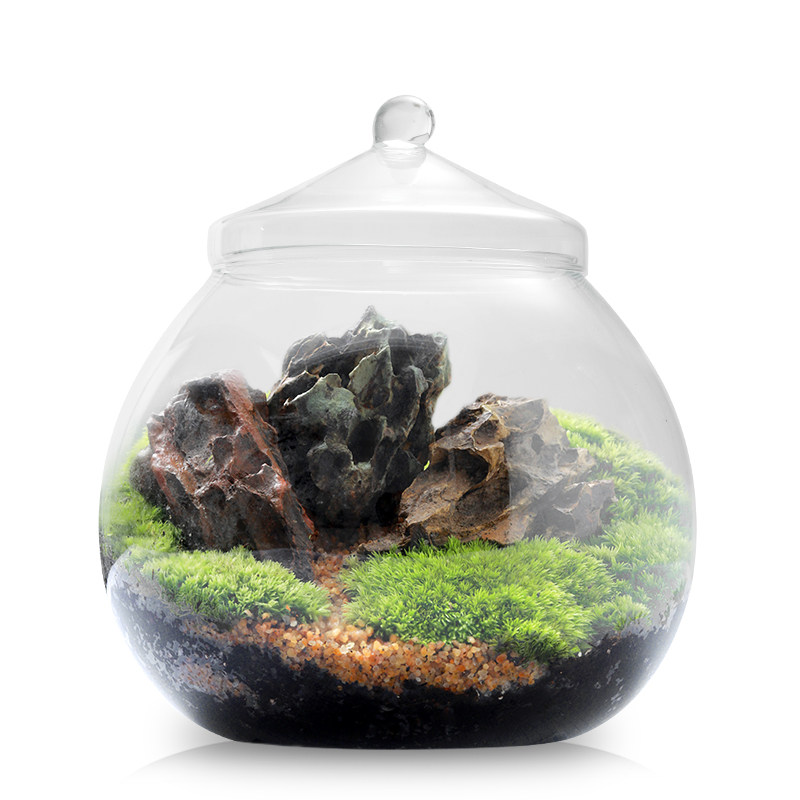 植物苔藓景观桌面小盆盆景创意diy生态瓶懒创意迷你植物