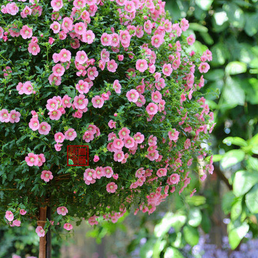 盆栽小木槿草莓多季开花植物棒棒糖花苞蓝雪花花苗时令草本花卉