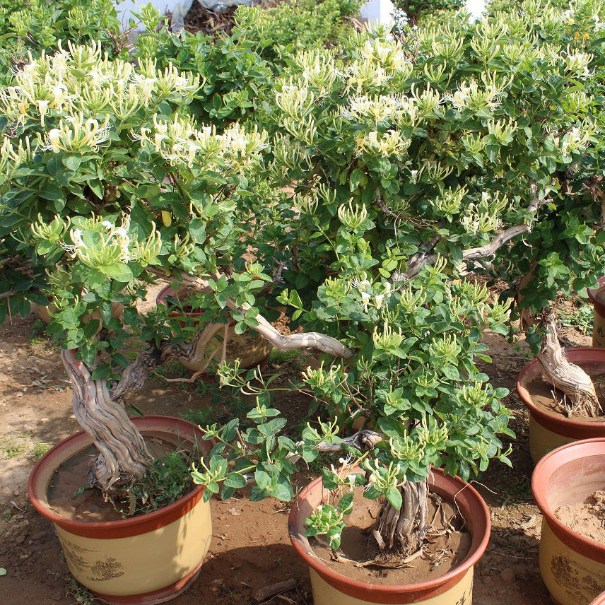 金银花树苗盆栽地种爬藤植物庭院室内四季药用花卉