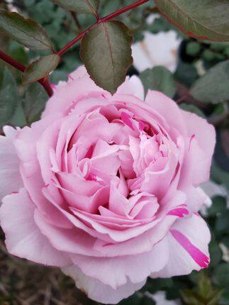 伊芙六号月季花大苗嫡系系列浓香香型特大花花时令草本花卉