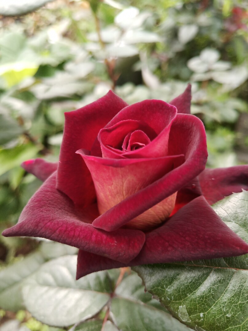 漩砚花卉骇客欧月茶香月季时令草本花卉