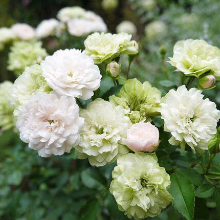 月季绿冰花苗阳台庭院楼顶盆栽花卉观花植物时令草本花卉