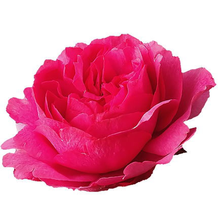 伊芙小资情调月季花大苗盆栽灌木花朵厘米大花花卉