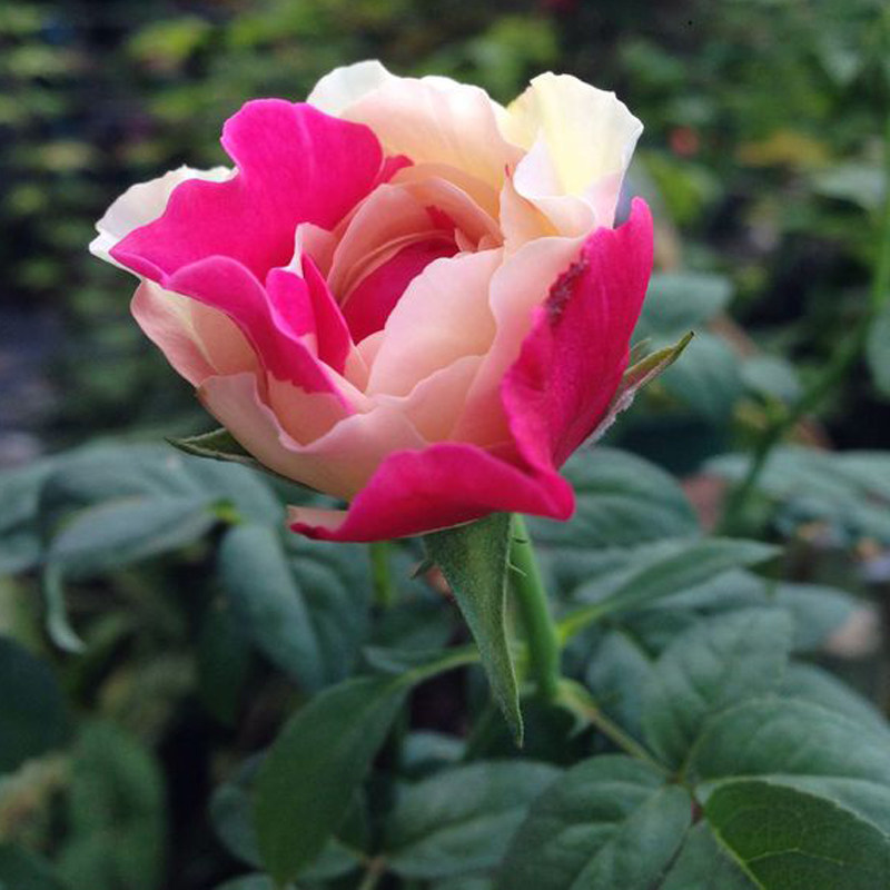 风月庭院新品花卉漩砚花园阳台月季双色盆栽时令草本花卉