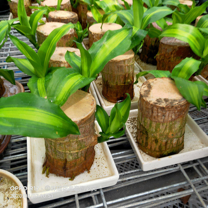 巴西西木树庄水培植物迷你办公桌室内盆栽绿植绿植