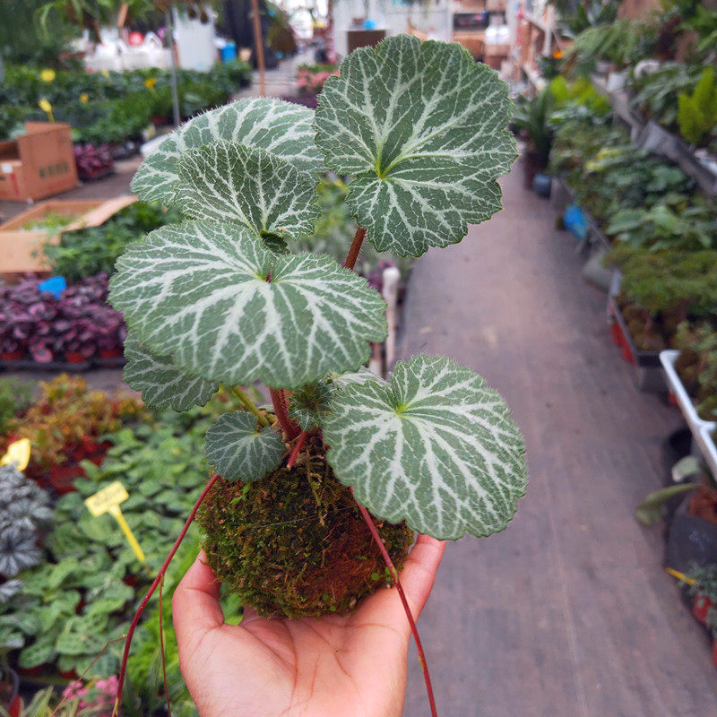 虎耳耐阴观盆栽观花叶观花花卉草大宿根冬季庭院时令草本花卉