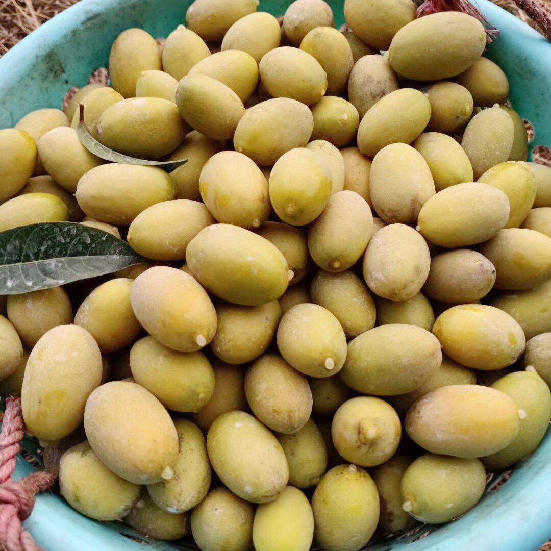 橄榄潮汕新鲜正宗金灶特级三捻金玉三棱百年橄榄
