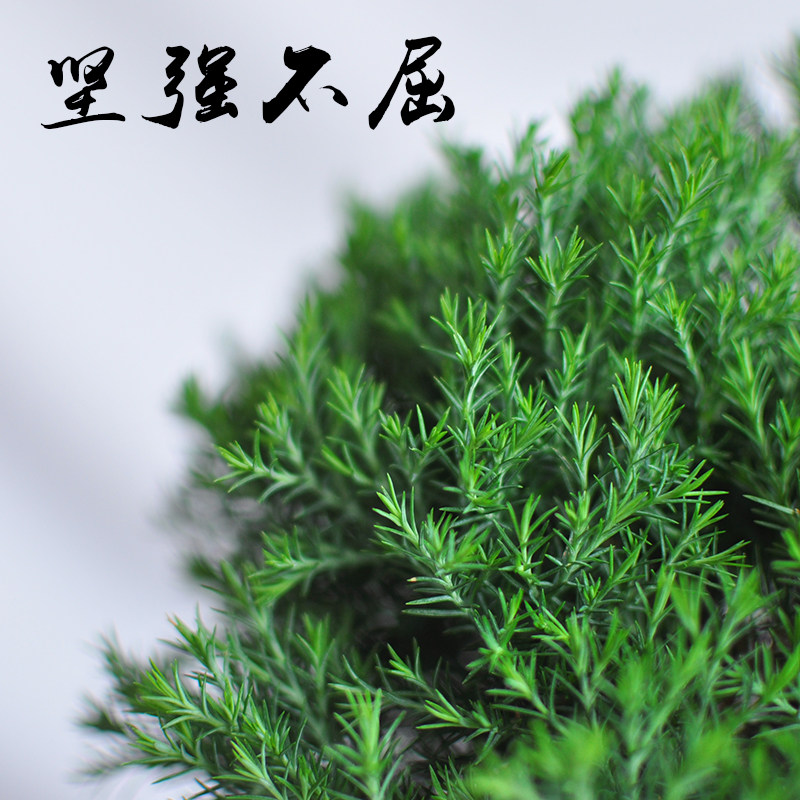 雾松盆栽四季常青好养植物球柏室内净化空气绿植松柏办公招财盆景