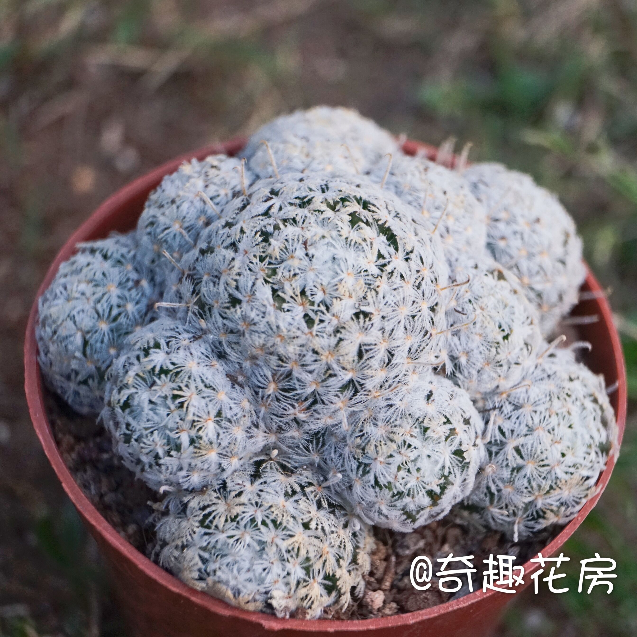 绯花仙人球多植物将军阁绿色盆栽花卉办公室防辐射多肉植物