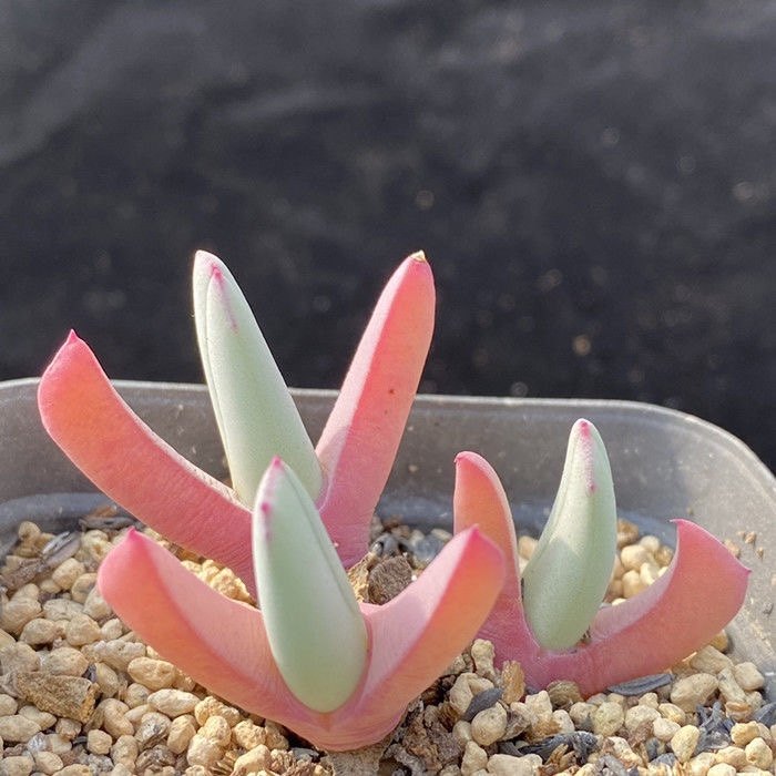 钳子虾钳蟹钳多肉植物盆栽番杏科肉锥少将大萌多肉植物