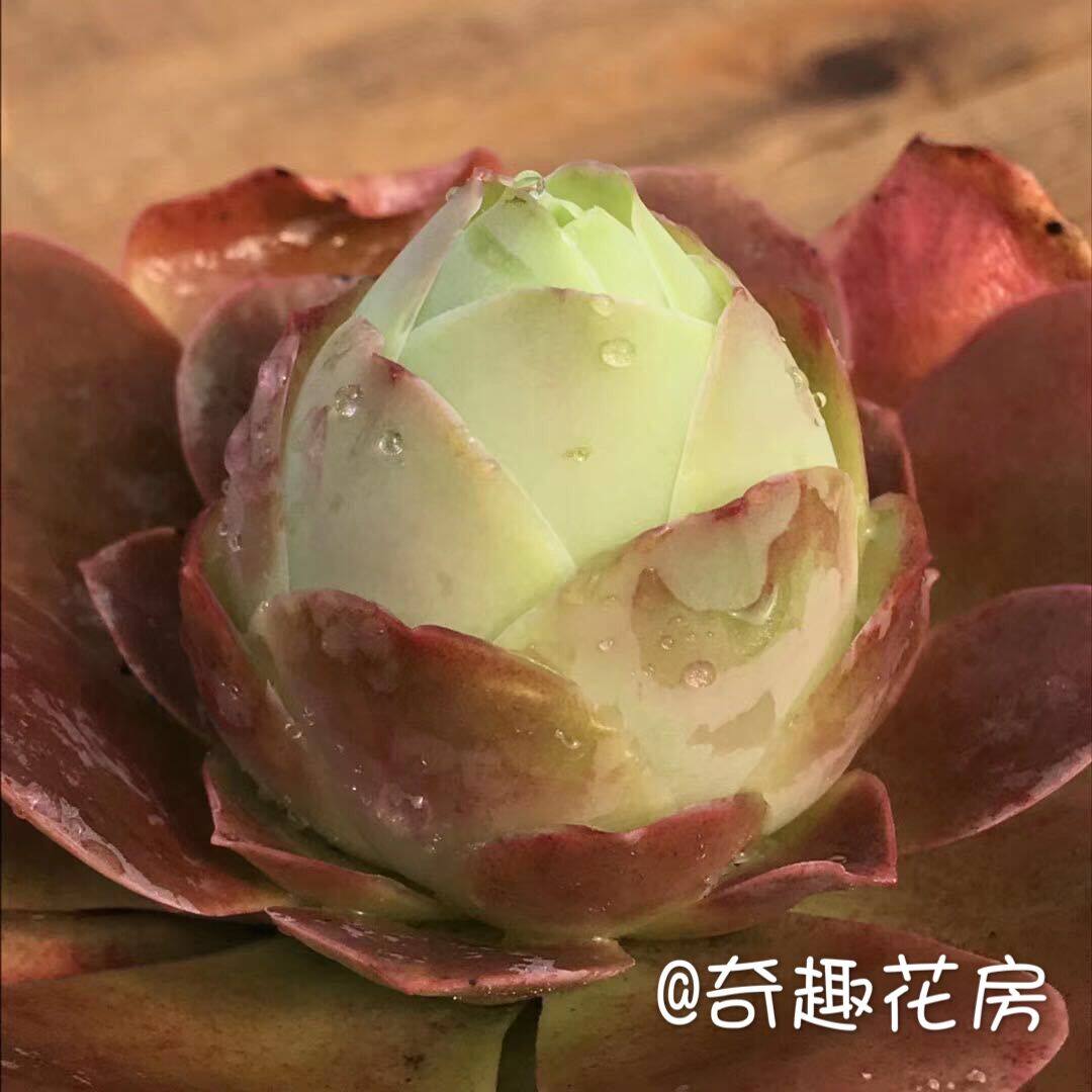 水蜜桃玫瑰多肉山地植物耶罗酒杯萌肉新手多肉植物