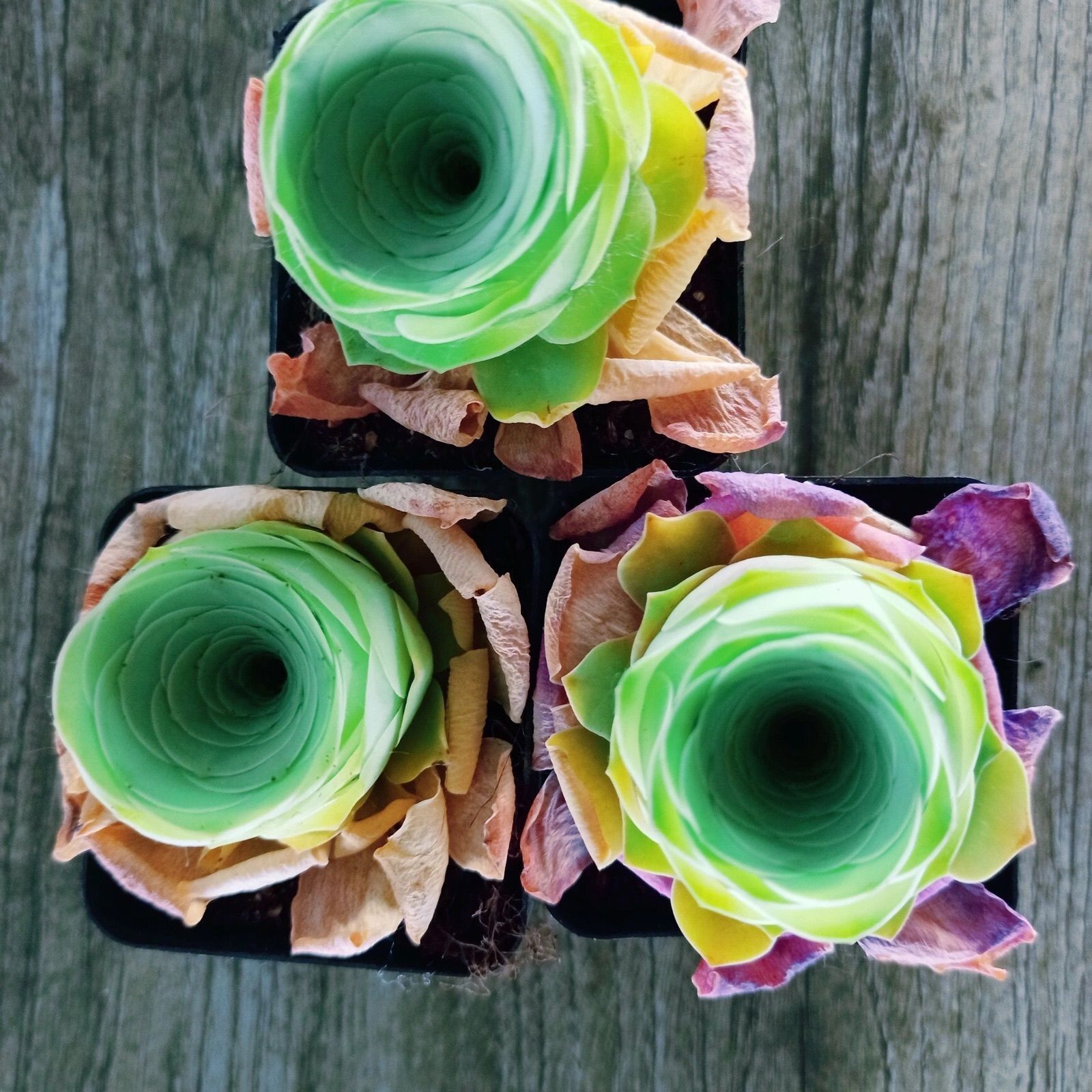 玫瑰酒杯多肉植物山地趣味组合装饰盆栽肉肉多肉植物