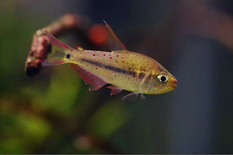 南美翠绿鱼群观赏鱼观赏热带小型血鳍高档花豹鱼