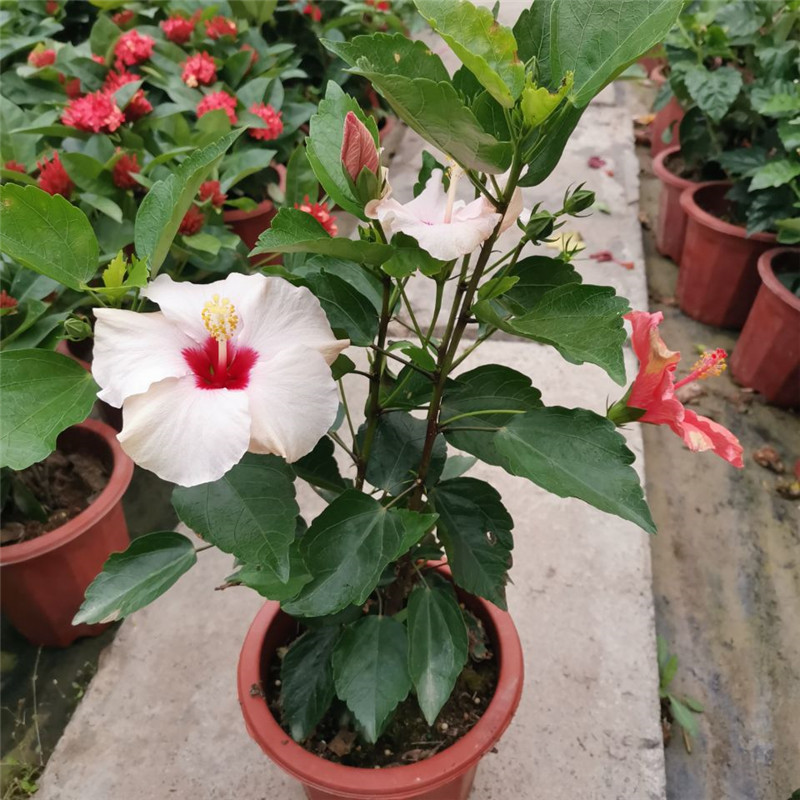 木槿扶桑花重瓣单瓣大四季花卉芙蓉花阳台观花盆栽时令草本花卉