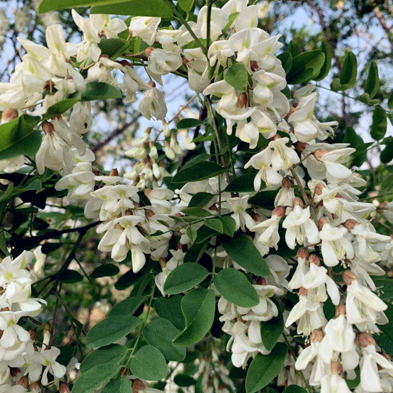 饱和新鲜槐花纯露500m柔软肌肤白皙明亮补充纯露