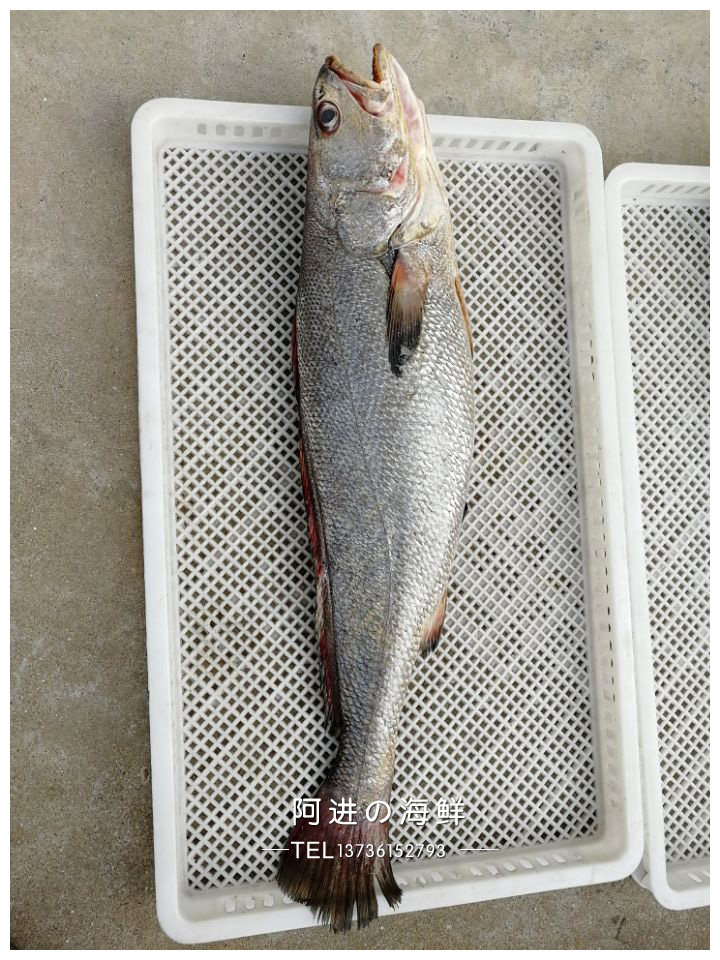 石浦海鲜东海新鲜大米米鱼鳘鱼鮸鱼敏米510斤其它
