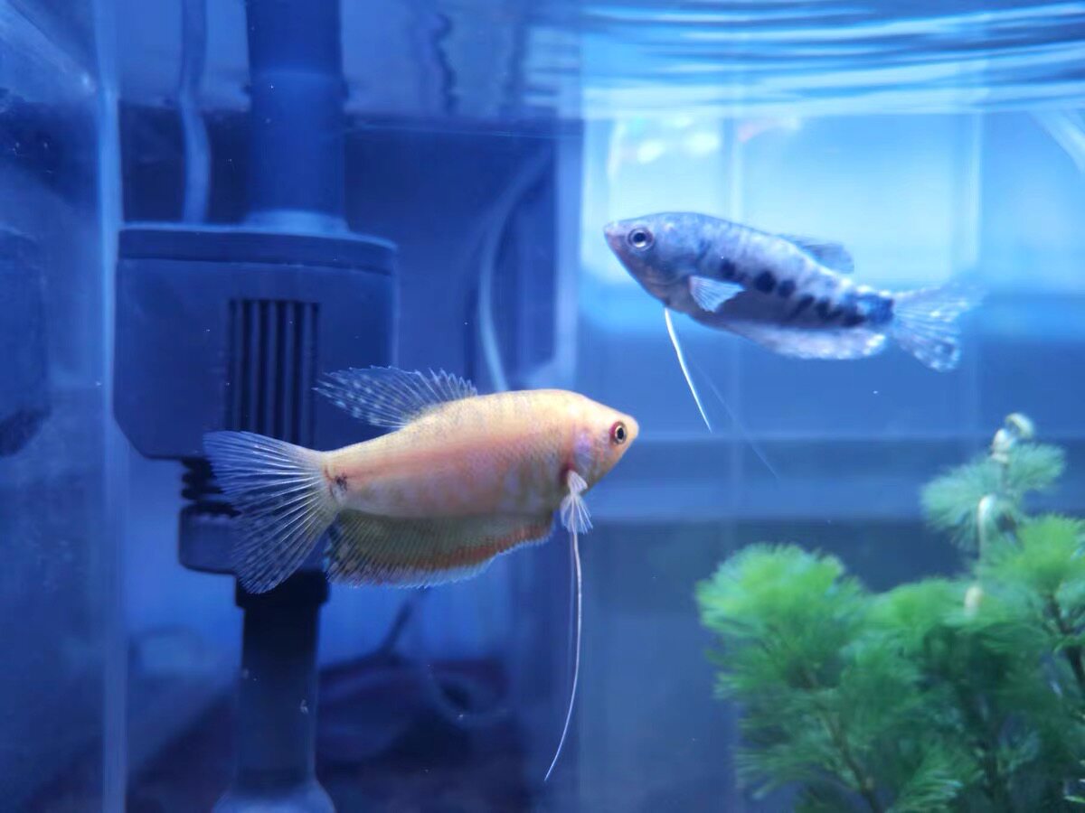 曼龙龙鱼活体观赏鱼小型淡水鱼宠物热带接吻鱼好养鱼