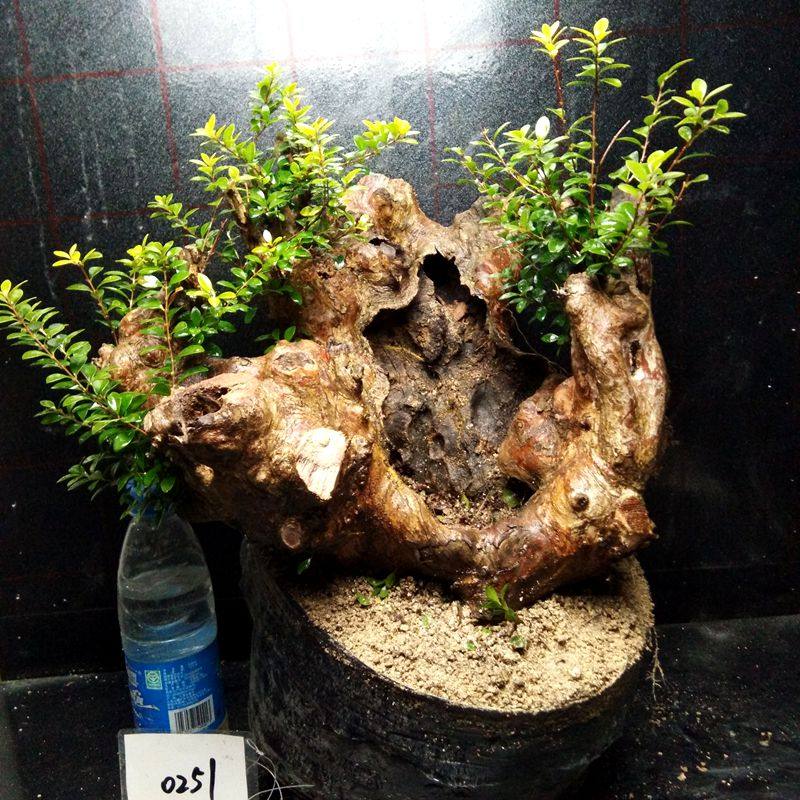 赤楠盆景老桩山黄杨小叶叶红室内外庭院阳台楼顶绿植