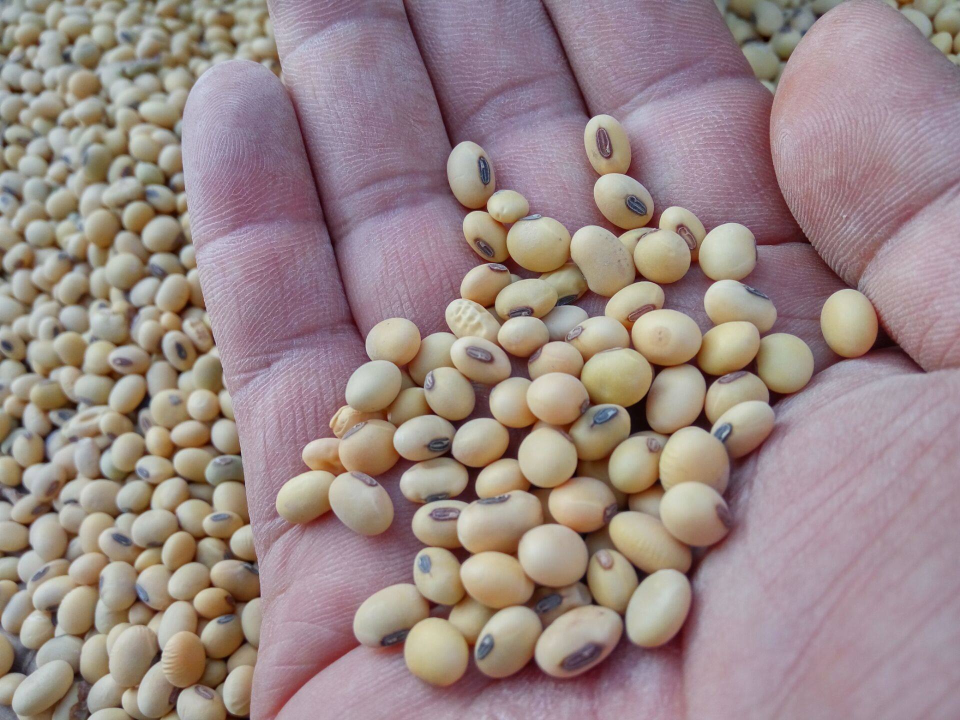 山区老品种黄豆农家自种肾形非转基因黄小豆发芽小黄豆3斤包邮