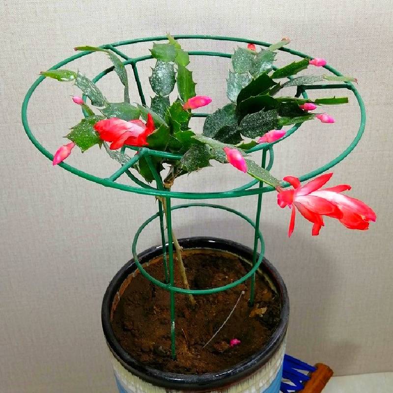 花架蟹爪兰花支架绿植单层花托嫁接焊接34cm花托