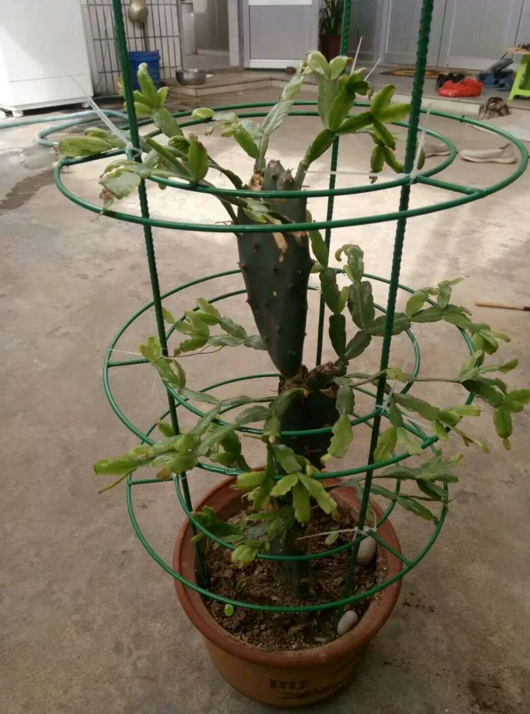 蟹爪兰支架花架花卉绿植支架简约支撑架铁艺叶仙嫁接架支撑组装