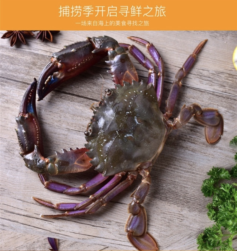 大连野生赤甲红大钳子海蟹石甲红海鲜鲜活庄河青蟹