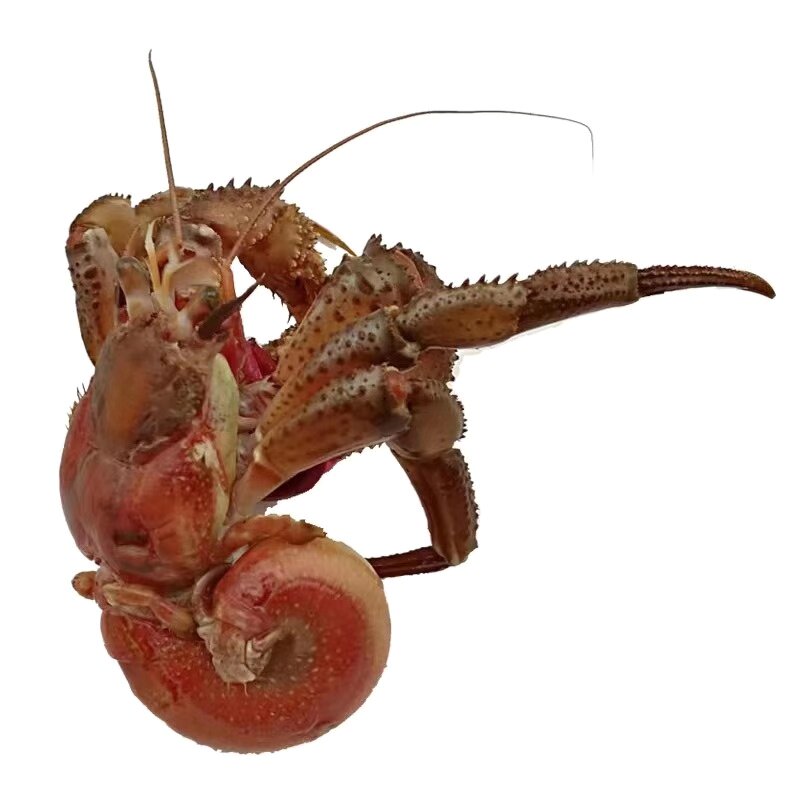 大连野生海鲜特产鲜活虾怪新鲜寄居水产品500g活虾