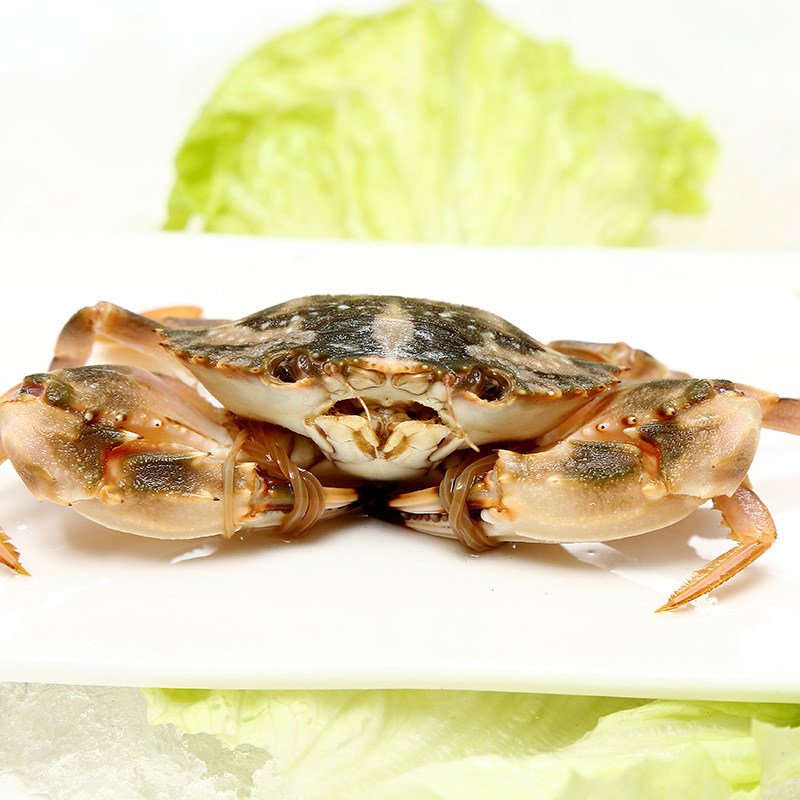 鲜活水产新鲜海鲜小石蟹花盖蟹海螃蟹花蟹大青青蟹