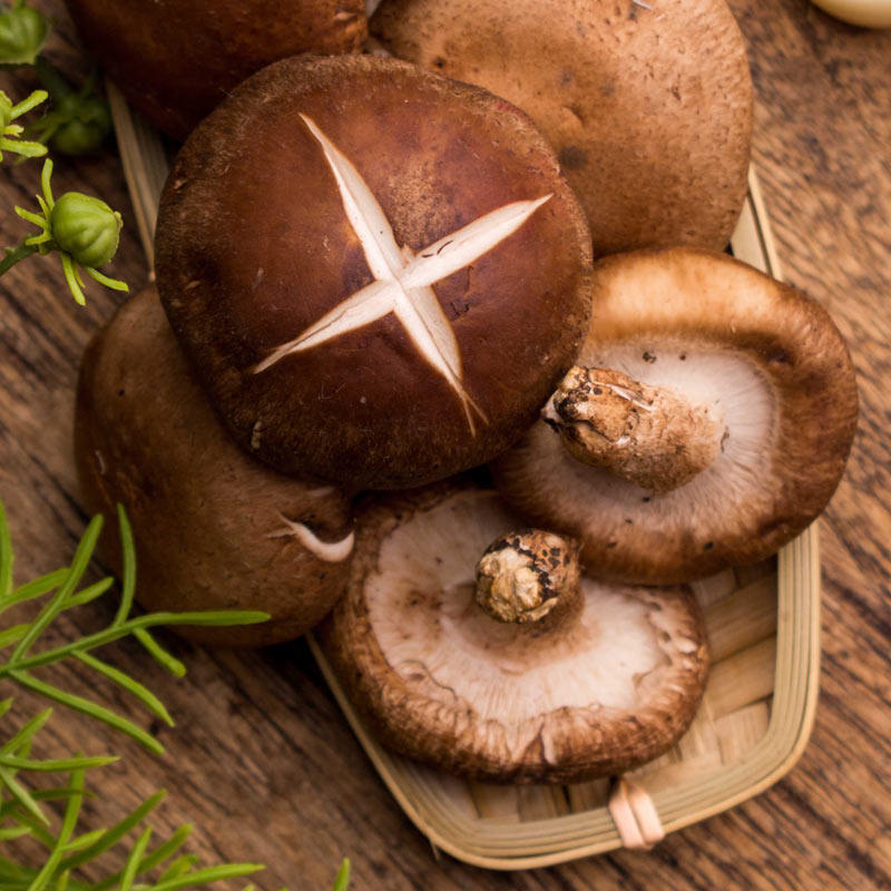 北京密云 现采鲜香菇 新鲜菇肉厚 个头均匀 现摘新鲜蔬菜400克