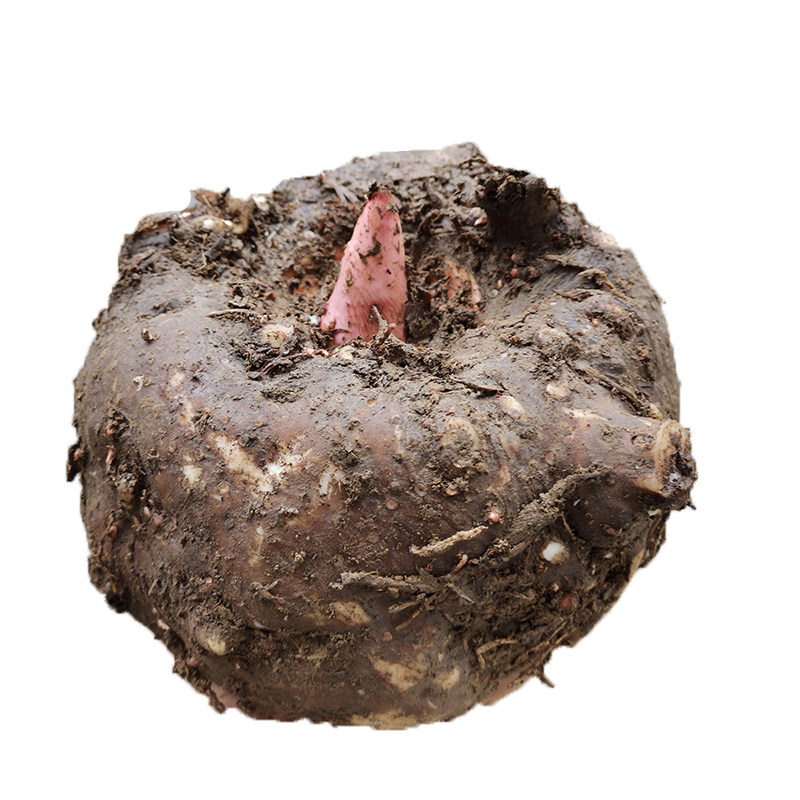 魔芋现货芋头10斤原材料豆腐正宗农村大个生魔芋头