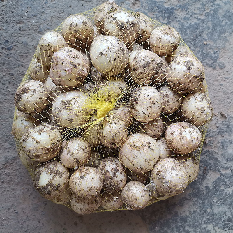 21年新货四川农家自种团葱苦藠薤白小根蒜小母子其它