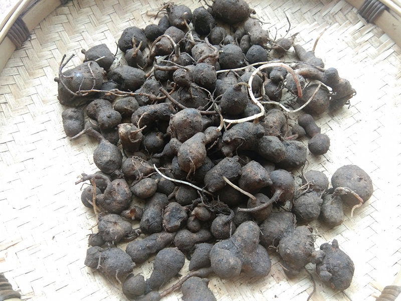 万年贵州中草药材搜山新鲜苗药野生山洋芋趴包其他药食同源食品