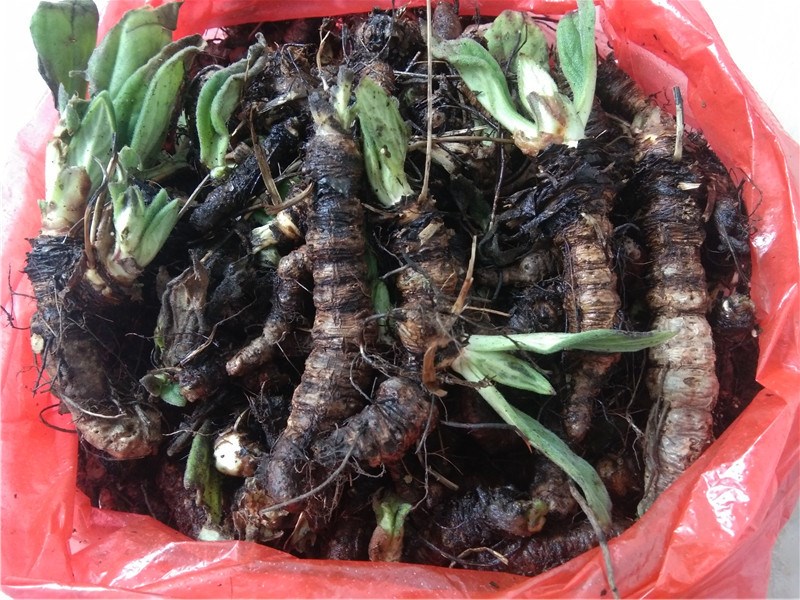 贵州野生牛耳岩白菜1斤包邮 新鲜中药材猫耳朵石三七石虎耳岩青菜