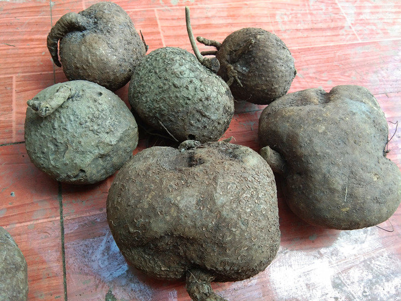 贵州特产野生山乌龟500g 中草药材金不换地不容吊金龟招财龟 包邮