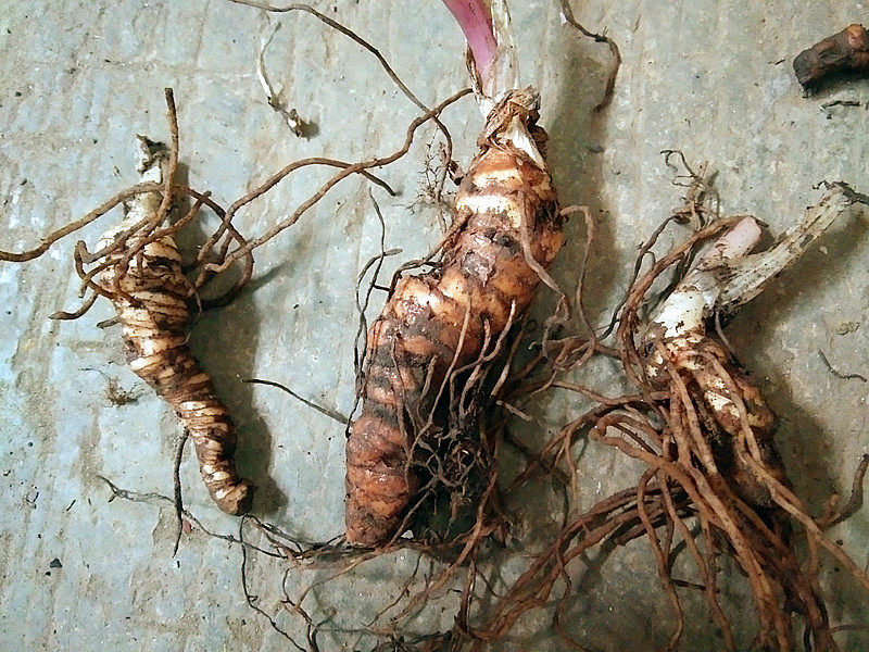 贵州野生重楼500g包邮 新鲜独角莲根茎粉质滇重楼七叶一枝花统货