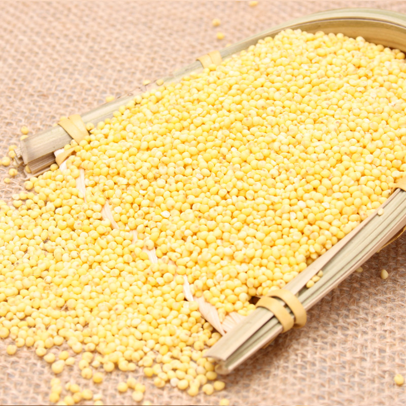 东北大黄黏黄米农家小米豆包粽子年糕软黄米黍米小米