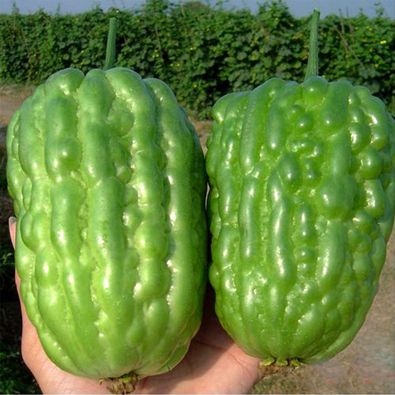 寿光蔬菜种子圆苦瓜种子油亮大顶苦瓜大棚农田阳台盆栽四季播包邮