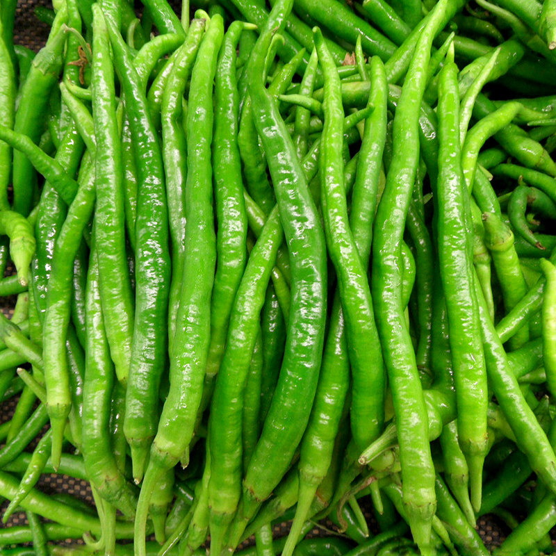 寿光蔬菜种子 长短线椒青椒长高产早熟辣椒籽 阳台盆栽四季播包邮